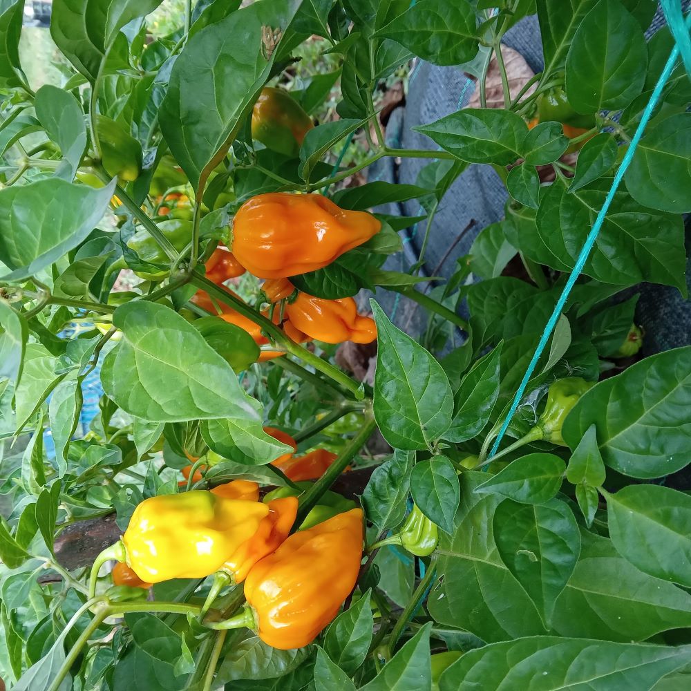 Pepper Seedling - Devils Tongue Orange