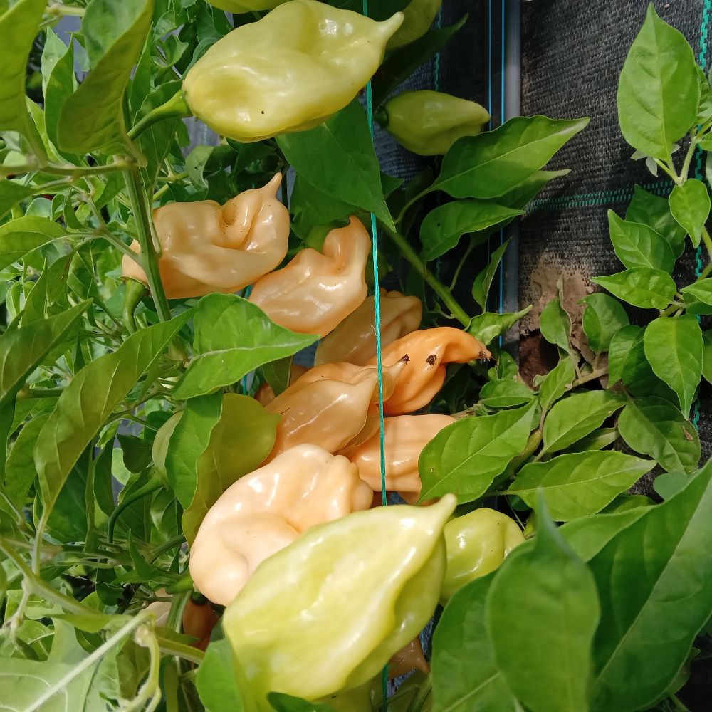 Pepper Seedling - Devil's Tongue Peach