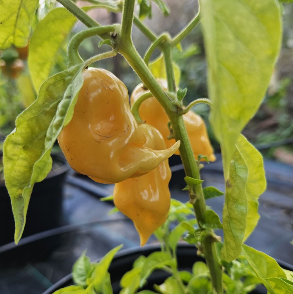 Pepper Seedling - Devil's Tongue Peach