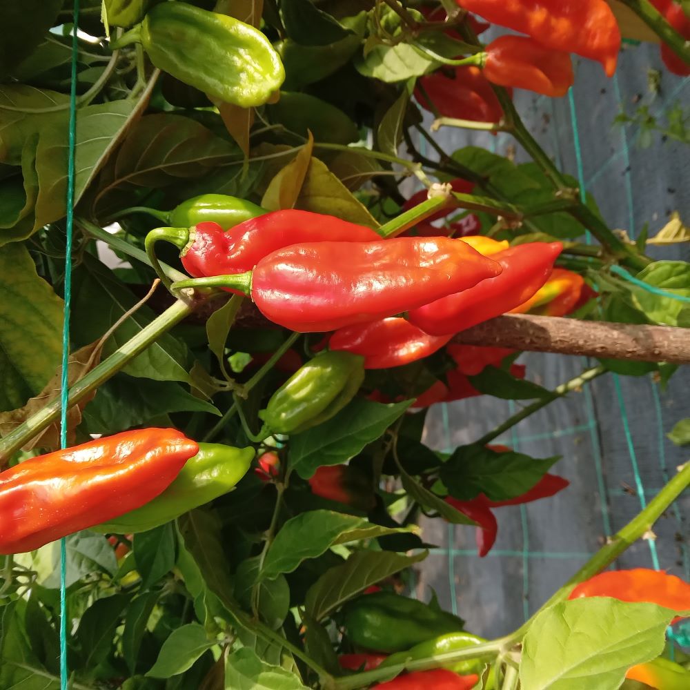 Pepper Seedling - Devil's Tongue Red