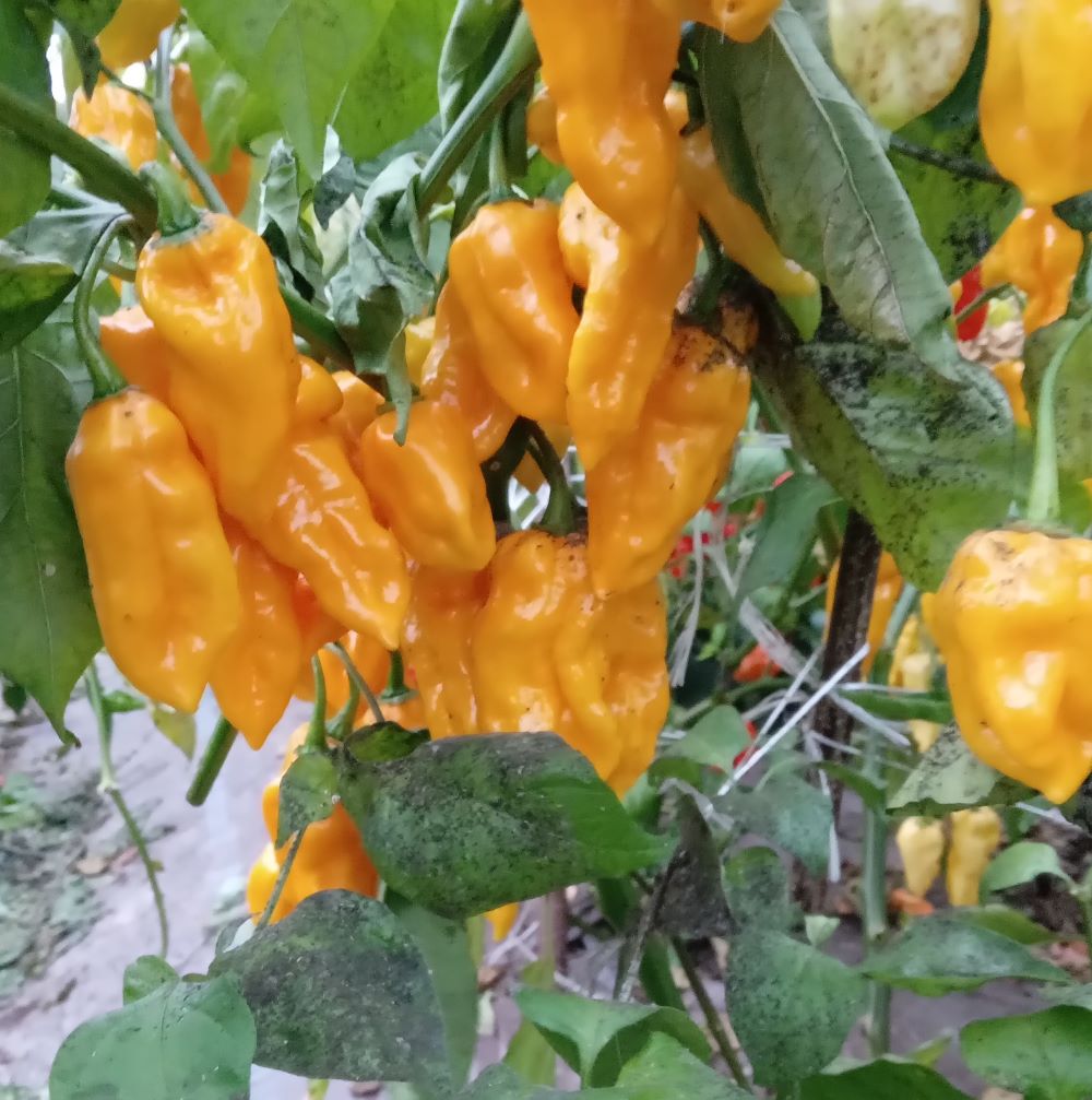 Pepper Seedling - Dorset Naga Orange