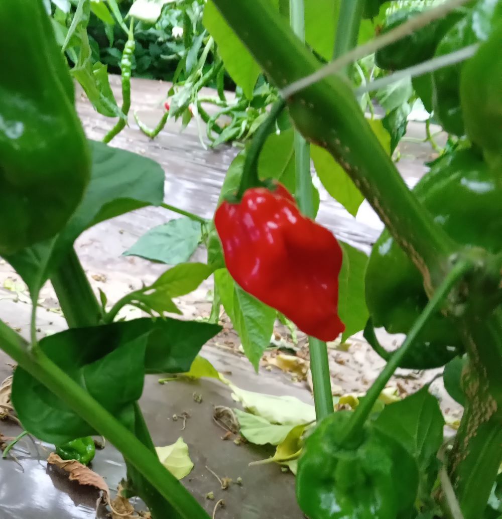 Pepper Seedling - Dorset Naga Red