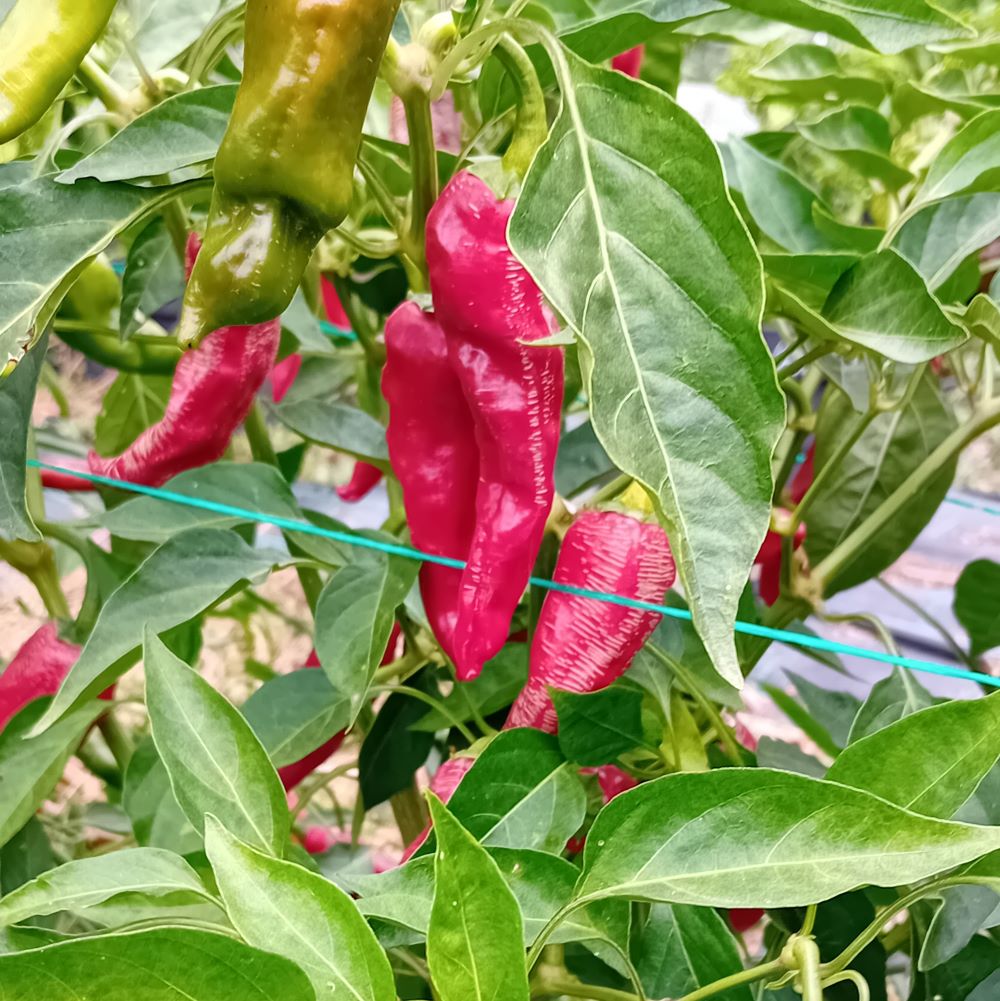 Pepper Seedling - Elephant