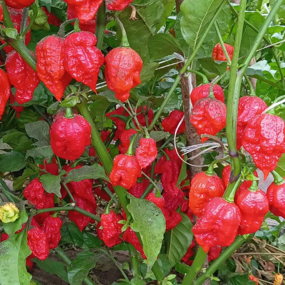 Pepper Seedling - Fatalii Gourmet Jigsaw Red