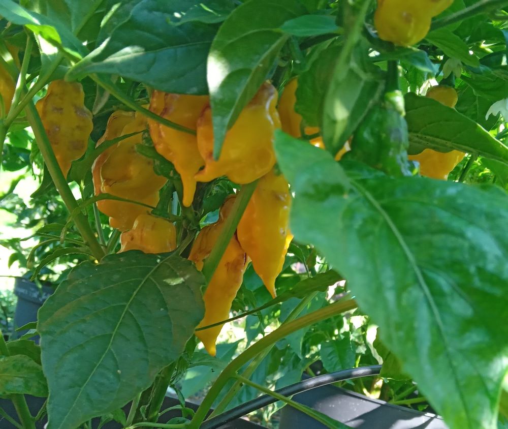 Pepper Seedling - Fatalii Gourmet Jigsaw Yellow