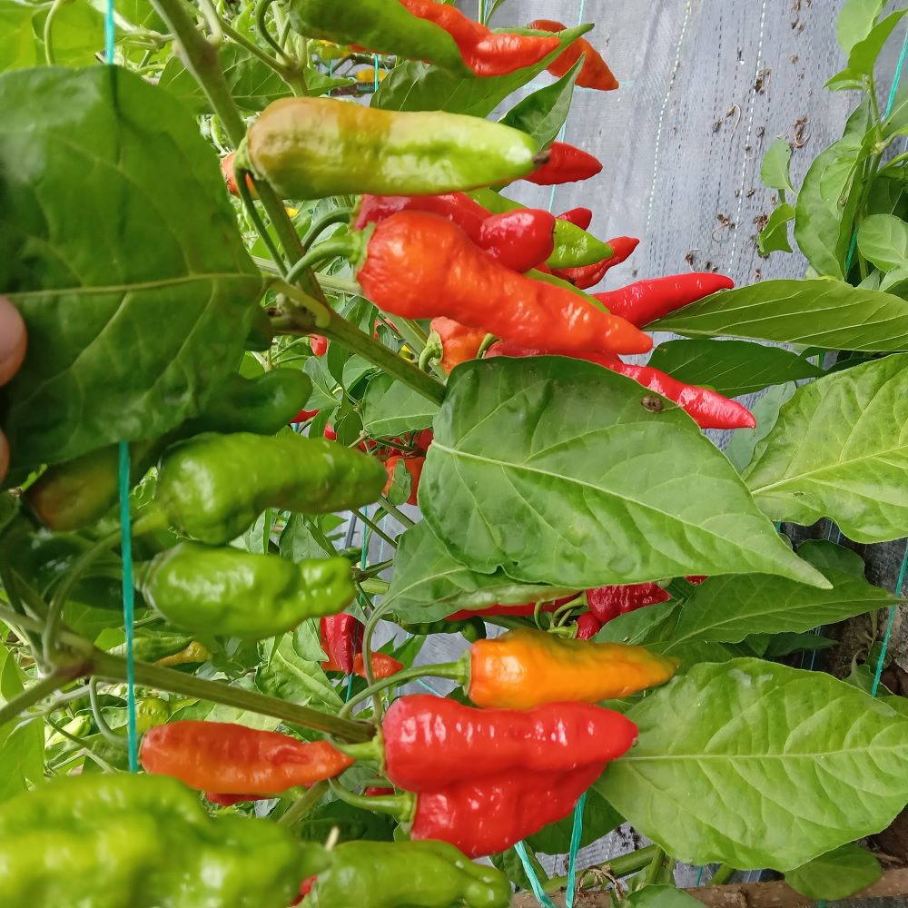 Pepper Seedling - Fatalii Red