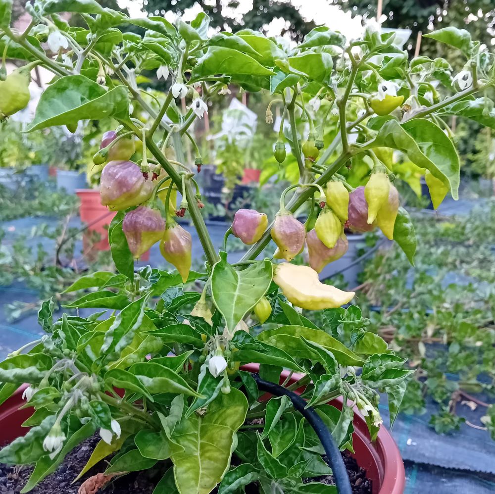 Pepper Seedling - Fatalii White