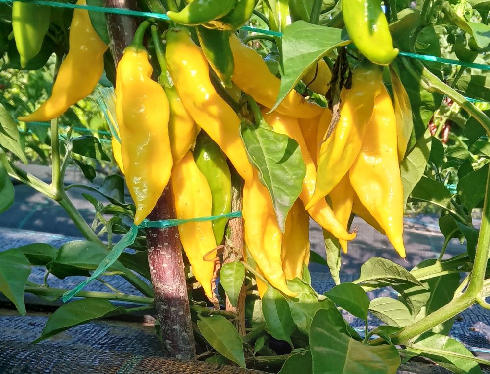 Pepper Seedling - Fatalii Yellow