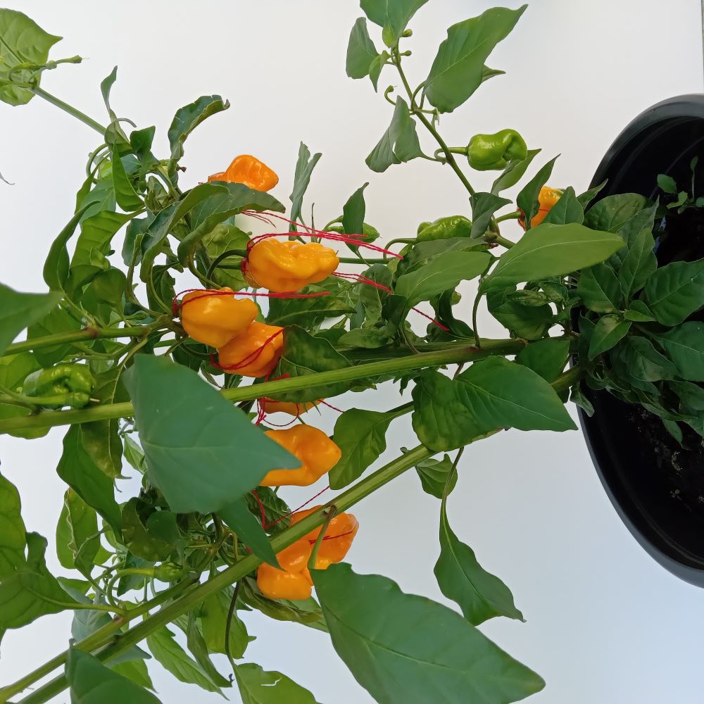 Pepper Seedling - Fatalii x Yellow Brain Strain