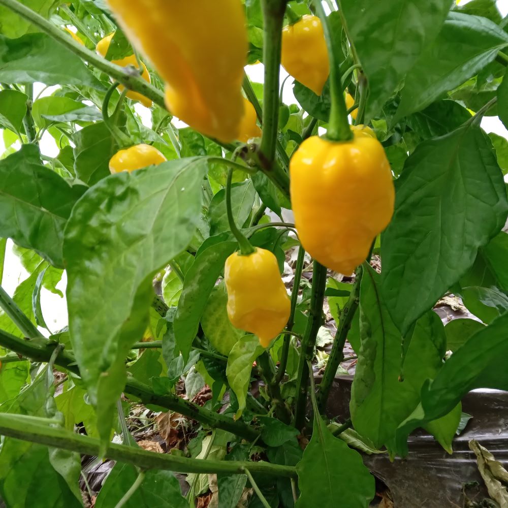 Pepper Seedling - Fatalii x Yellow Brain Strain