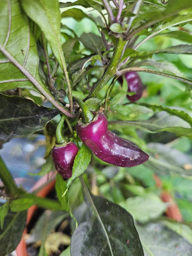 Pepper Seedling - Fidalgo Roxa