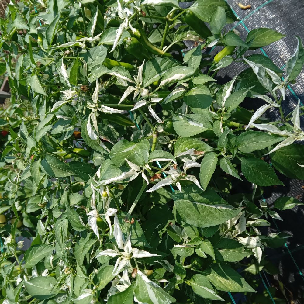 Pepper Seedling - Fish Chilli