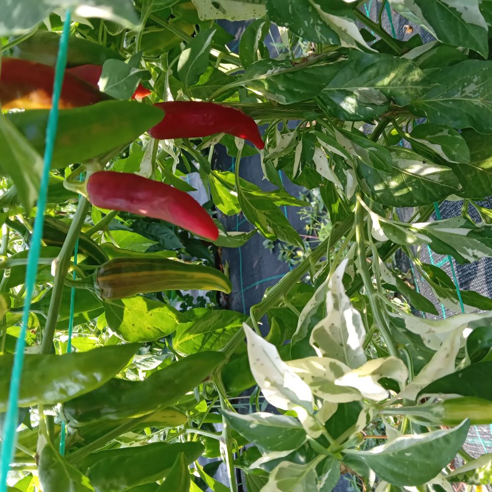 Pepper Seedling - Fish Chilli