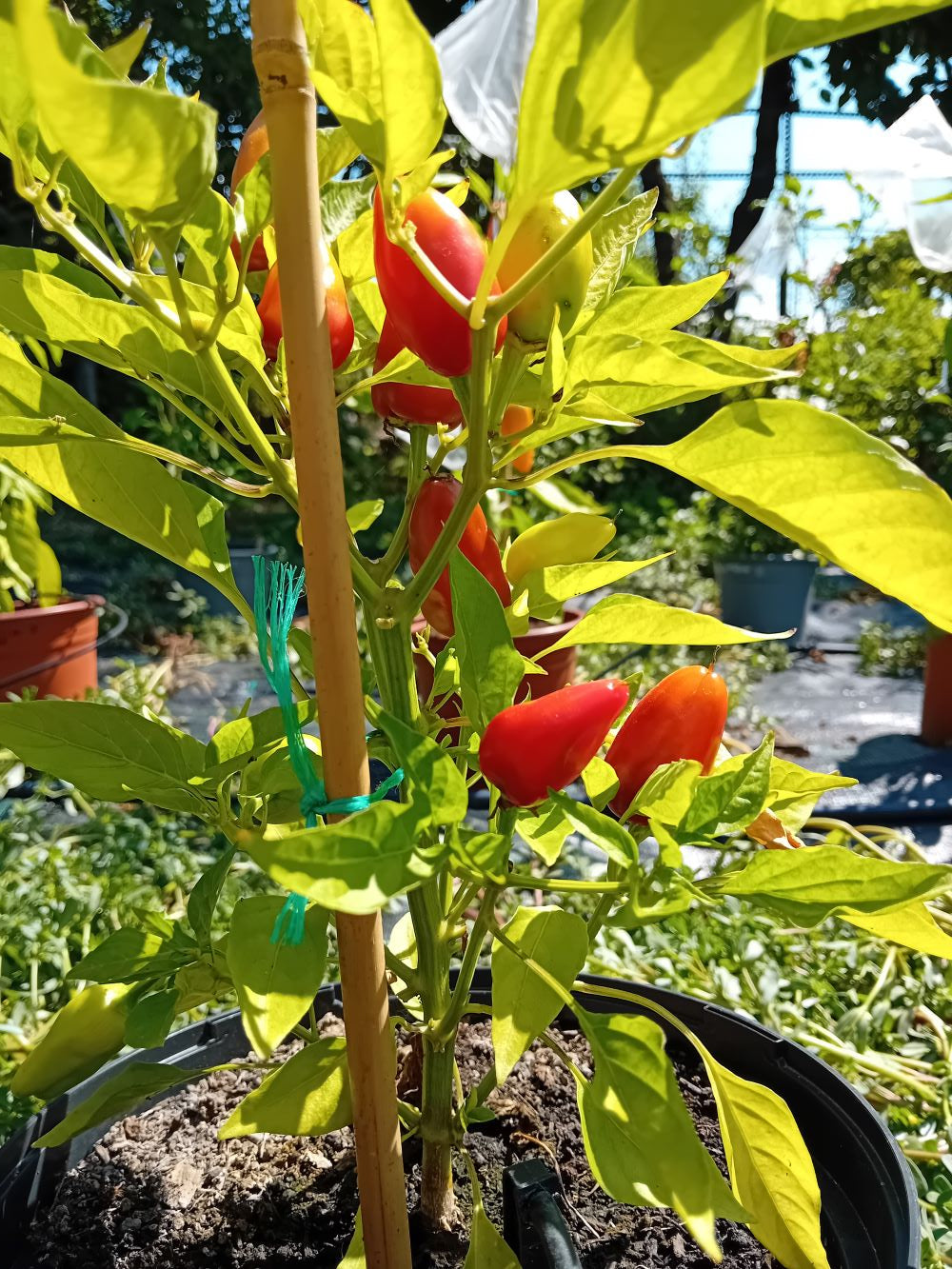 Pepper Seedling - Fresno