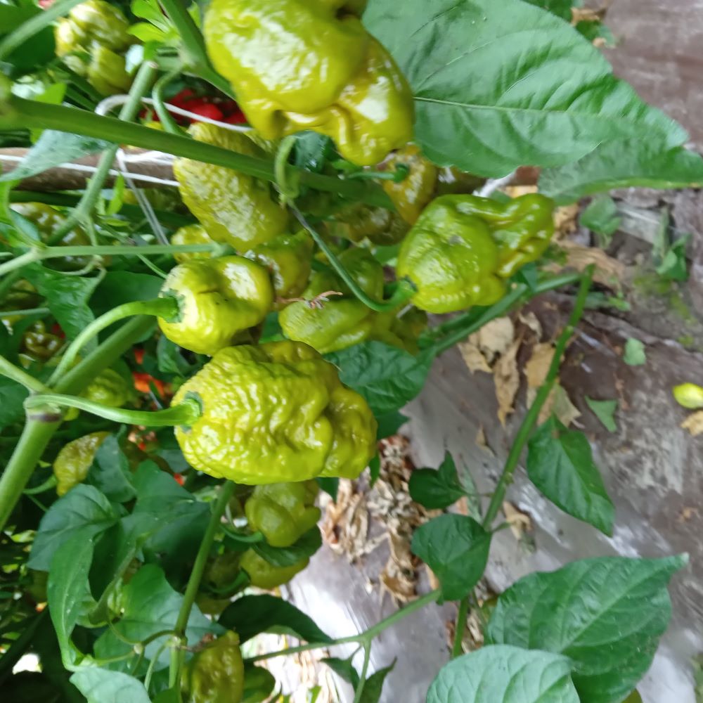 Pepper Seedling - Gator Jigsaw