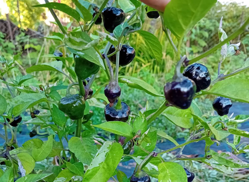 Răsad Ardei - Golden Nuget