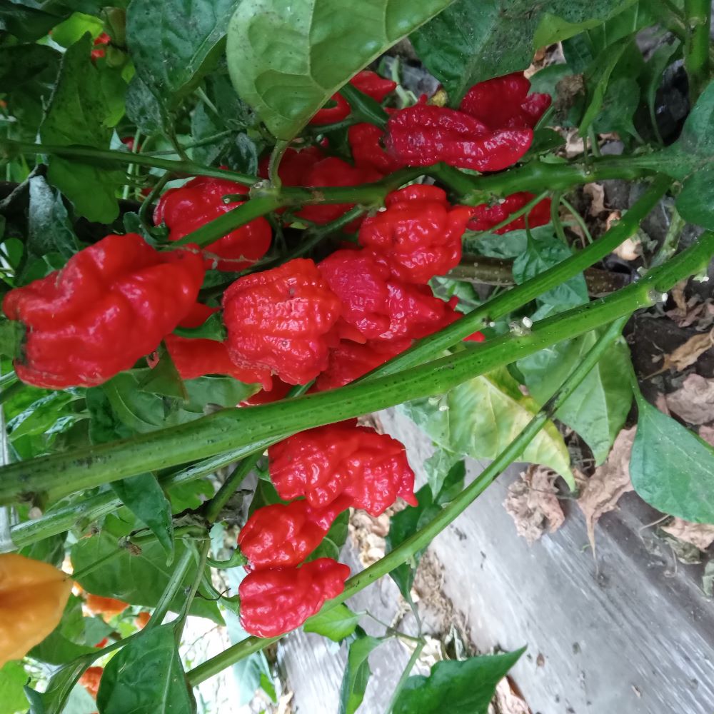 Pepper Seedling - Griefer