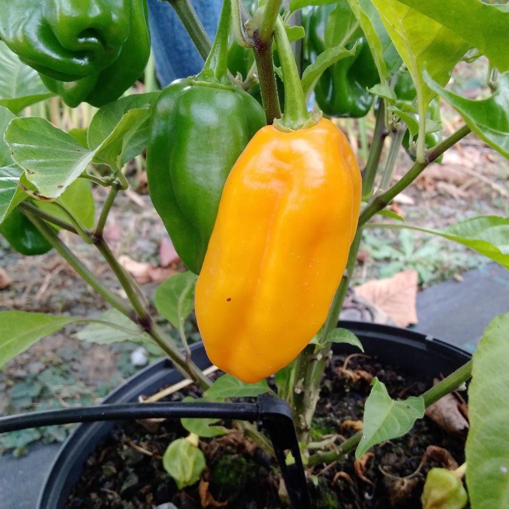 Seminţe Ardei - Habanero Marobie