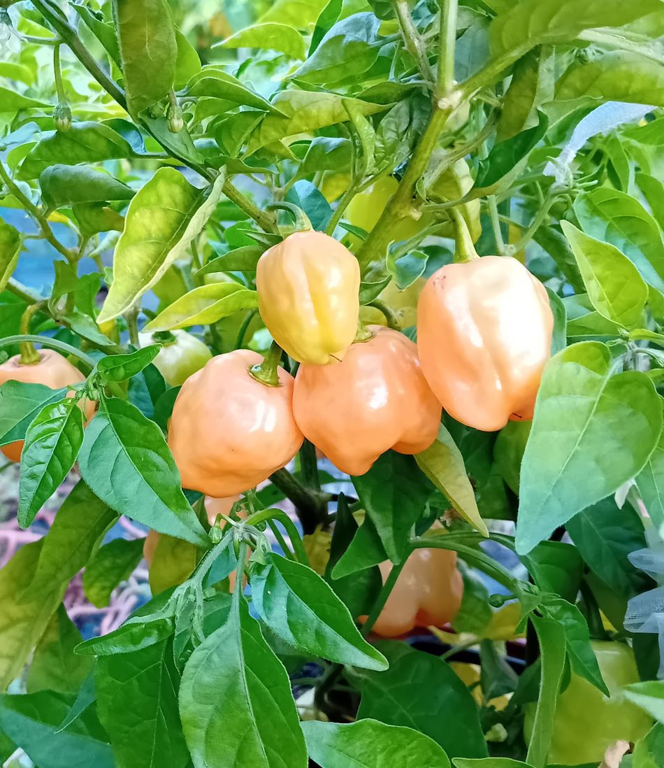 Seminţe Ardei - Habanero Peach