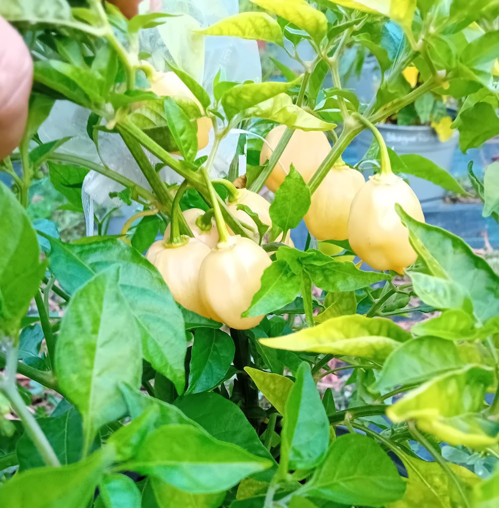 Seminţe Ardei - Habanero Pumpkin Peach