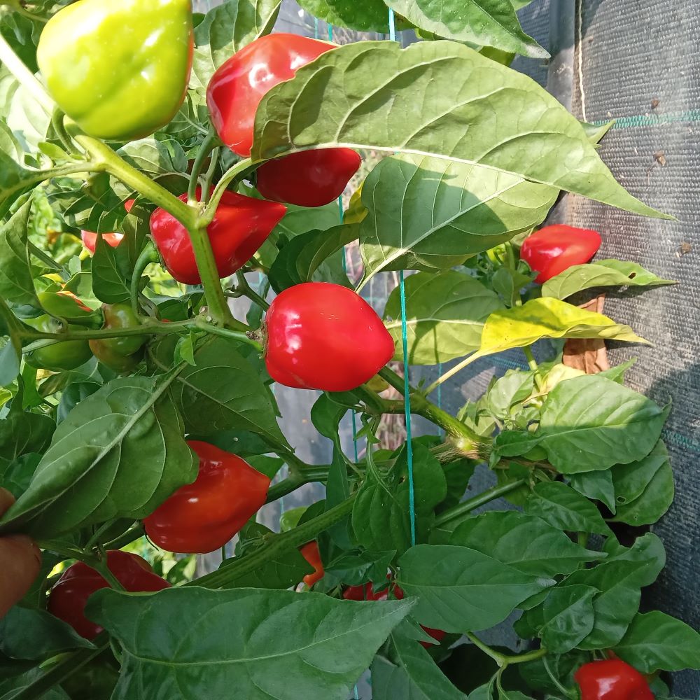 Seminţe Ardei - Habanero Red Savinia