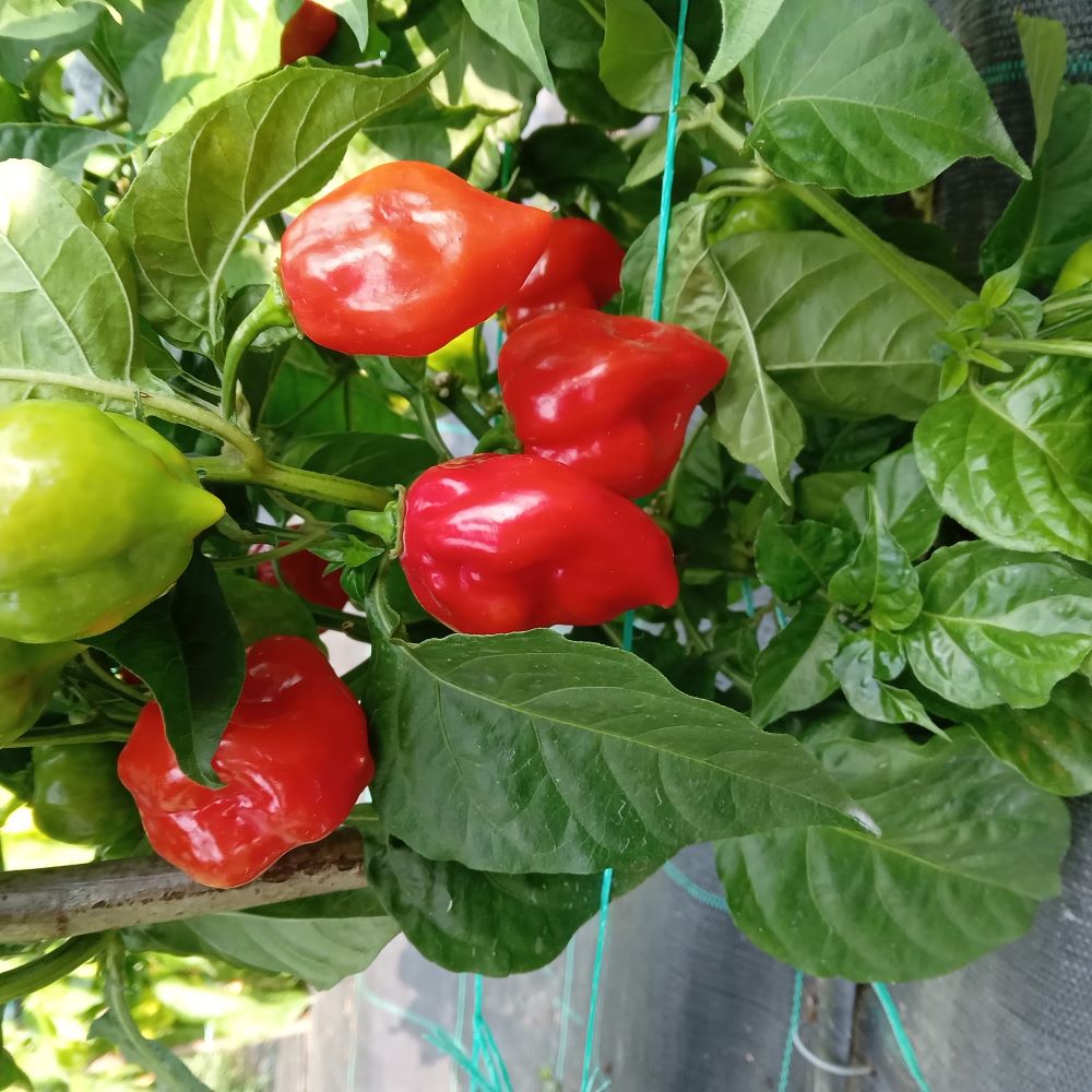 Seminţe Ardei - Habanero Red Savinia