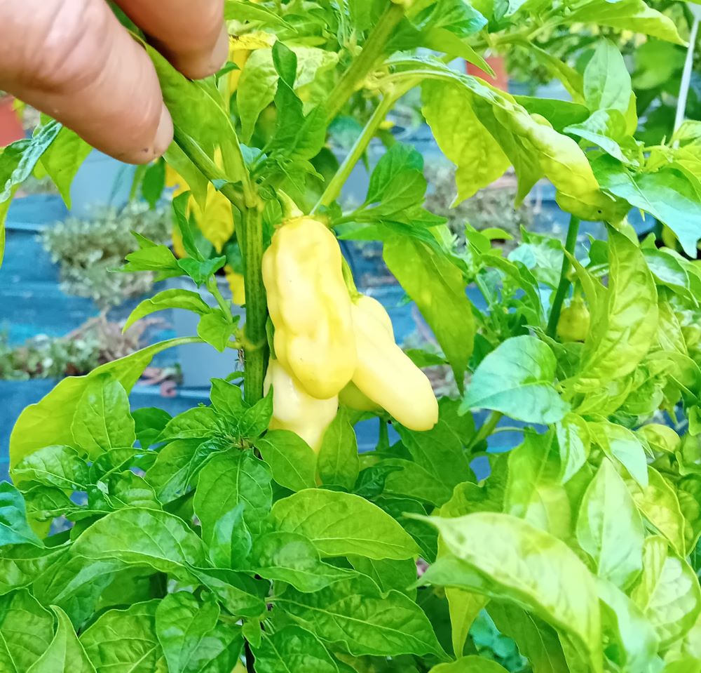 Ardei proaspăt Habanero White