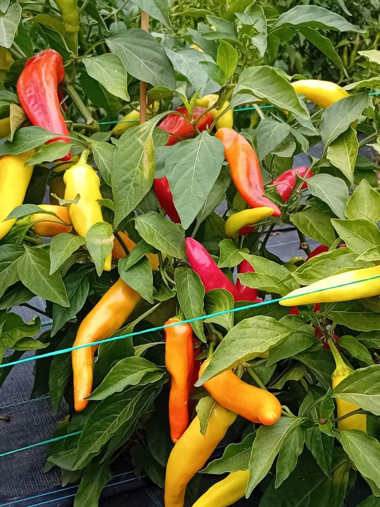 Seminţe Ardei - Hungarian Hot Wax