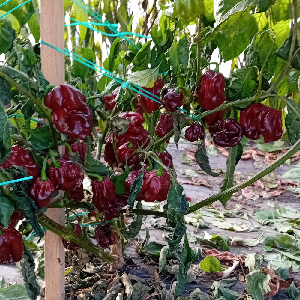 Seminţe Ardei - Hydra Chocolate