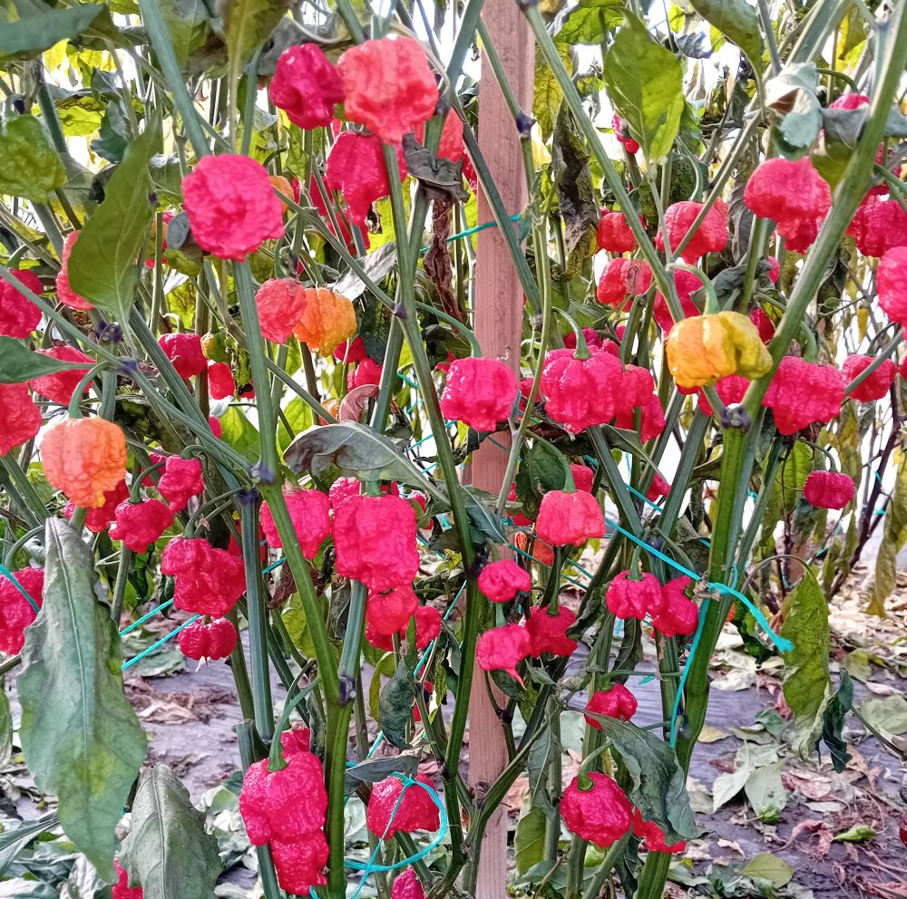 Seminţe Ardei - Infinity