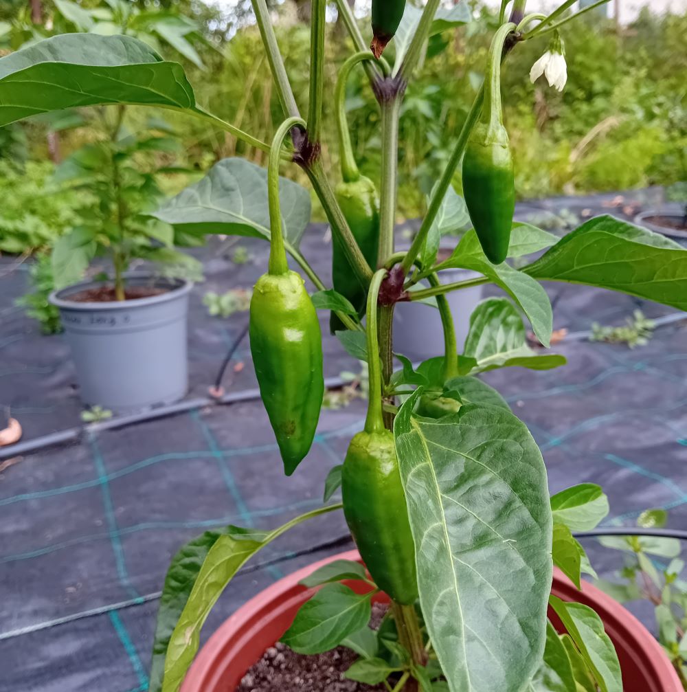 Seminţe Ardei - Jalapeno Brown