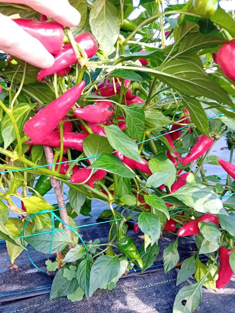 Seminţe Ardei - Jalapeno Early