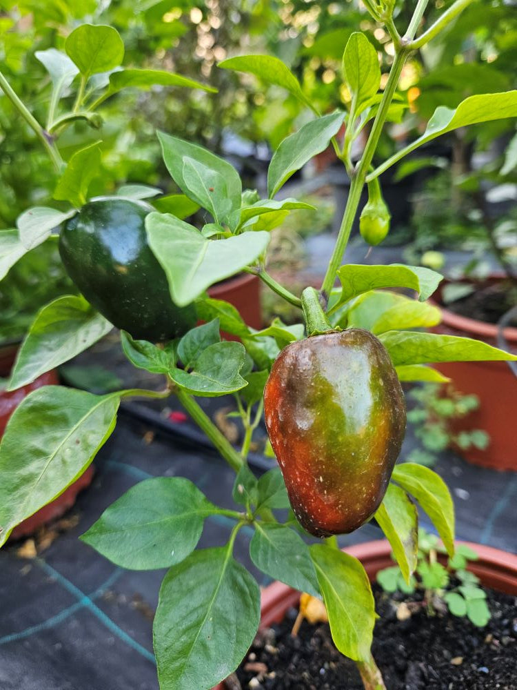 Seminţe Ardei - Jalapeno Jalastar