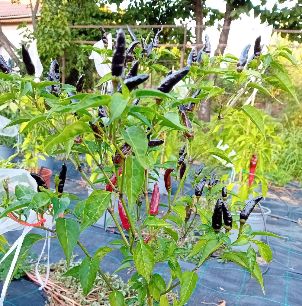 Seminţe Ardei - Jalapeno Mini