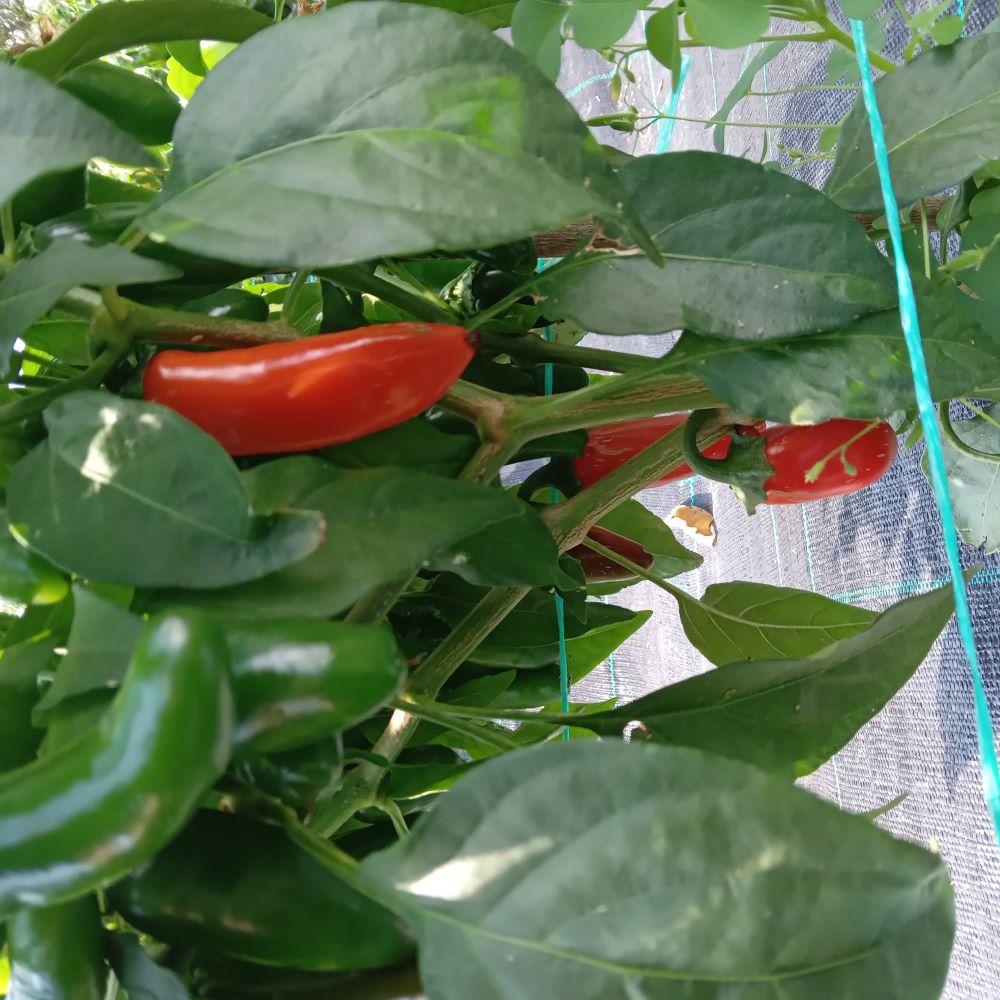 Seminţe Ardei - Jalapeno Numex Orange