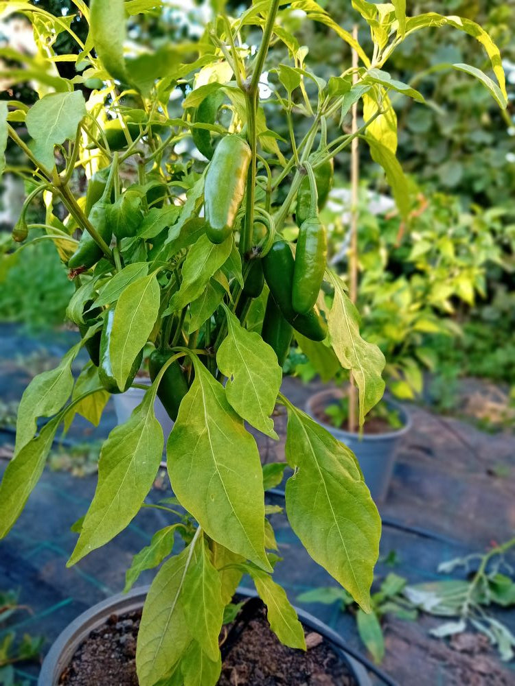 Seminţe Ardei - Jalapeno Numex Vaquero