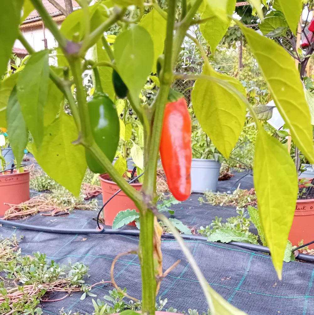 Seminţe Ardei - Jalapeno Orange