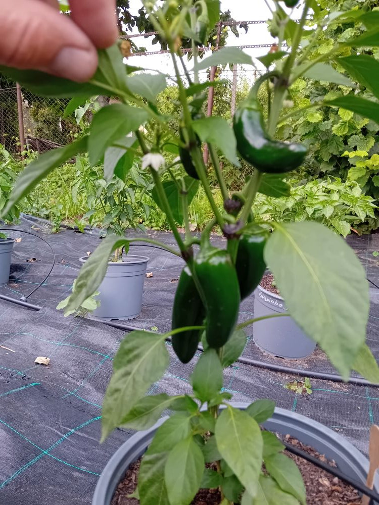 Seminţe Ardei - Jalapeno Senorita