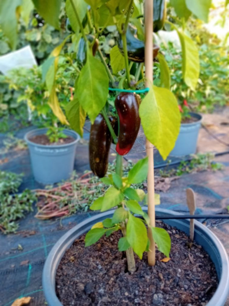 Seminţe Ardei - Jalapeno Senorita