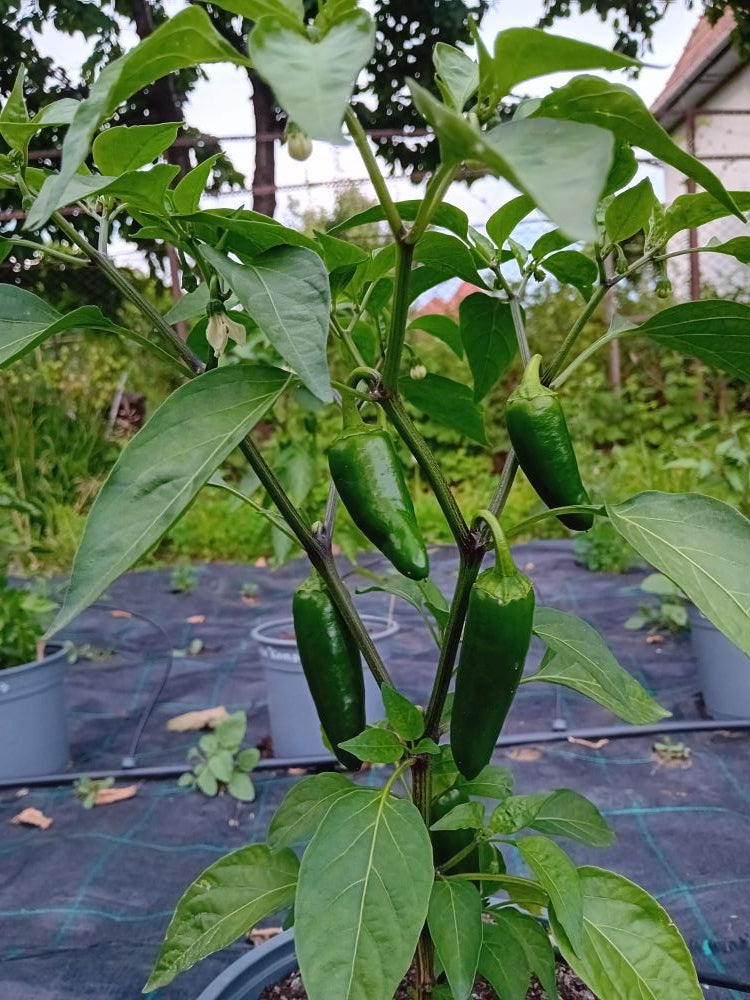 Seminţe Ardei - Jalapeno Summer Heat