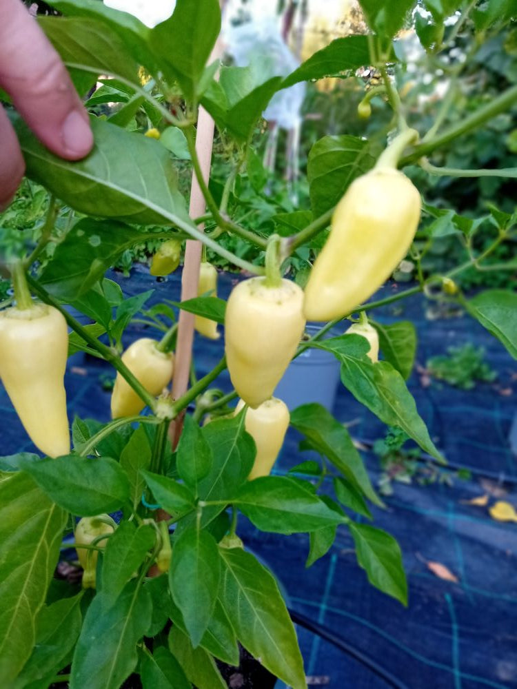 Seminţe Ardei - Jalapeno White