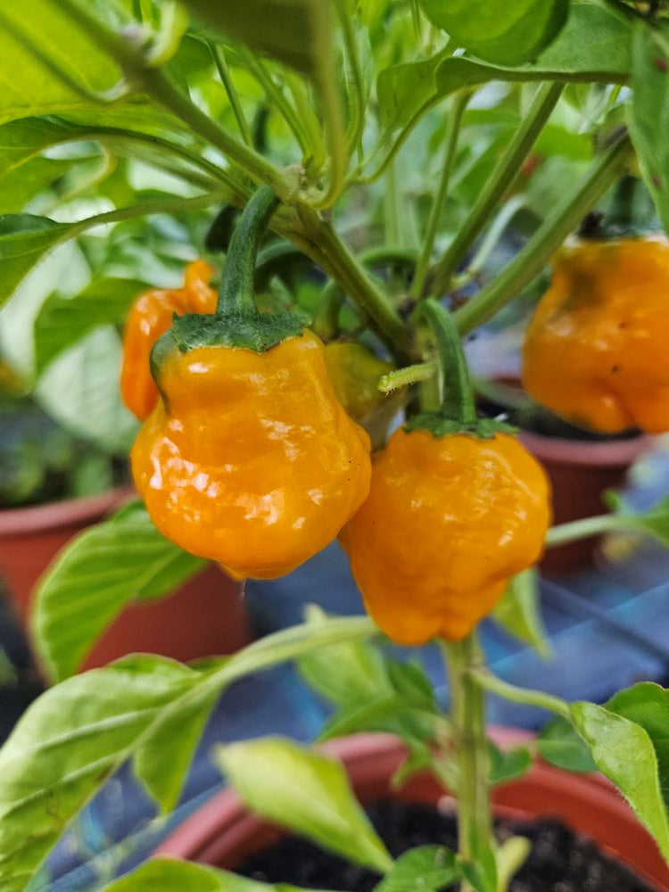 Seminţe Ardei - Jamaican Yellow