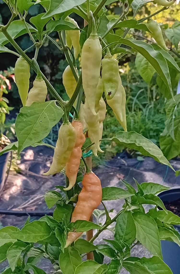 Seminţe Ardei - Jay's Ghost Scorpion Red