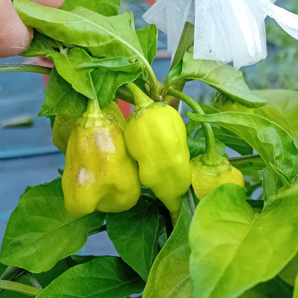 Seminţe Ardei - Jayboc Butterschotch