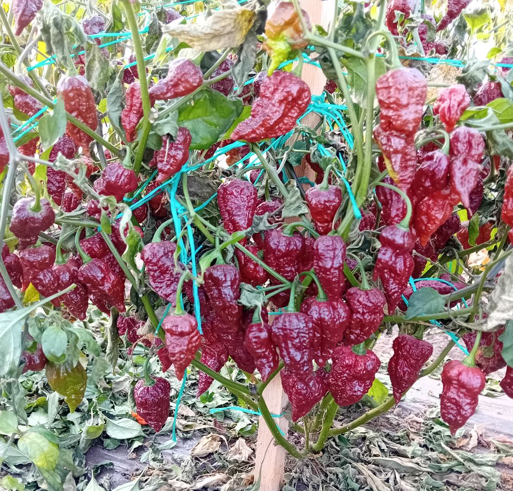 Seminţe Ardei - Jigsaw Chocolate