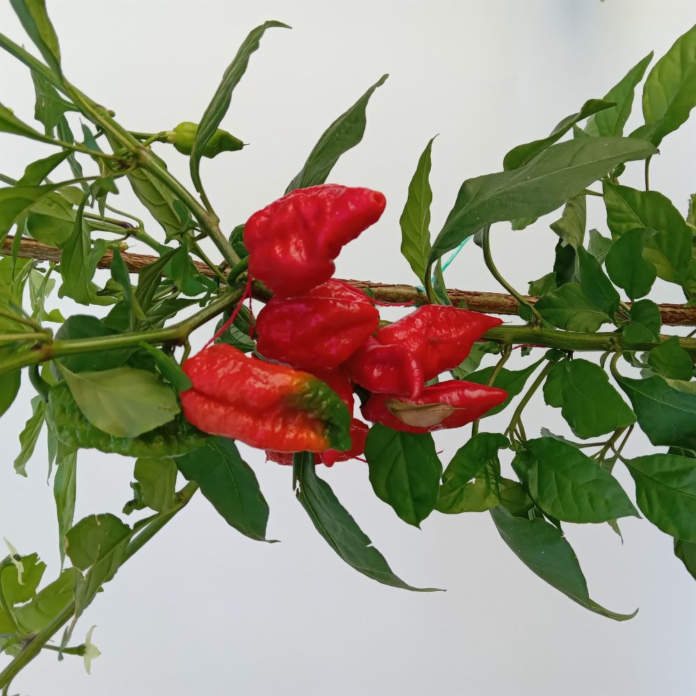 Seminţe Ardei - Jigsaw Junior