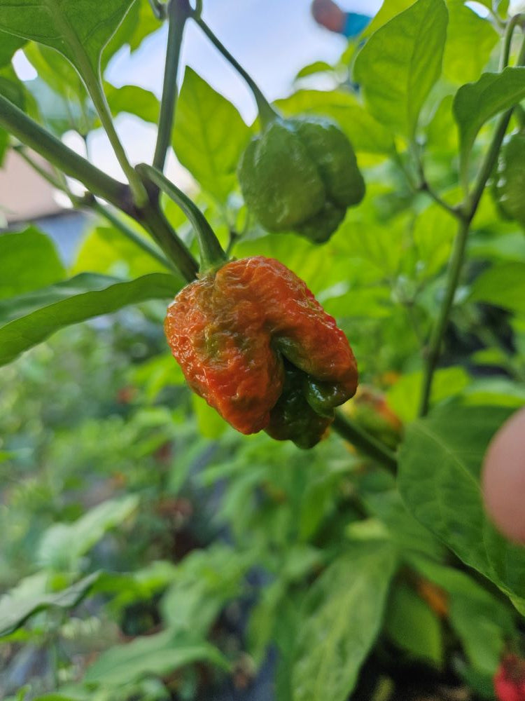 Seminţe Ardei - Jigsaw Moruga