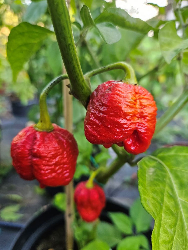 Seminţe Ardei - Jigsaw Moruga