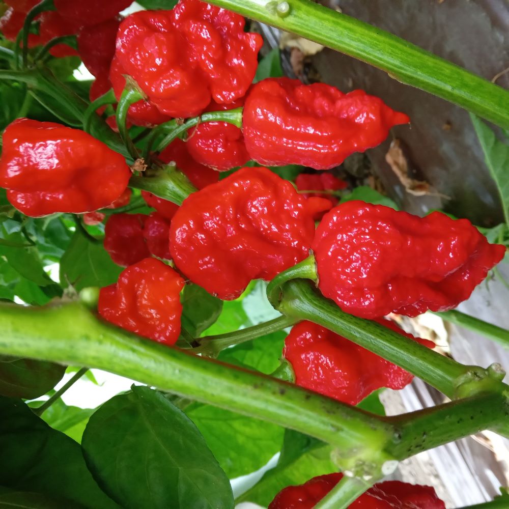 Seminţe Ardei - Jigsaw Premium