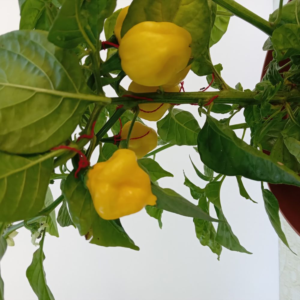 Seminţe Ardei - KSLS Elongated